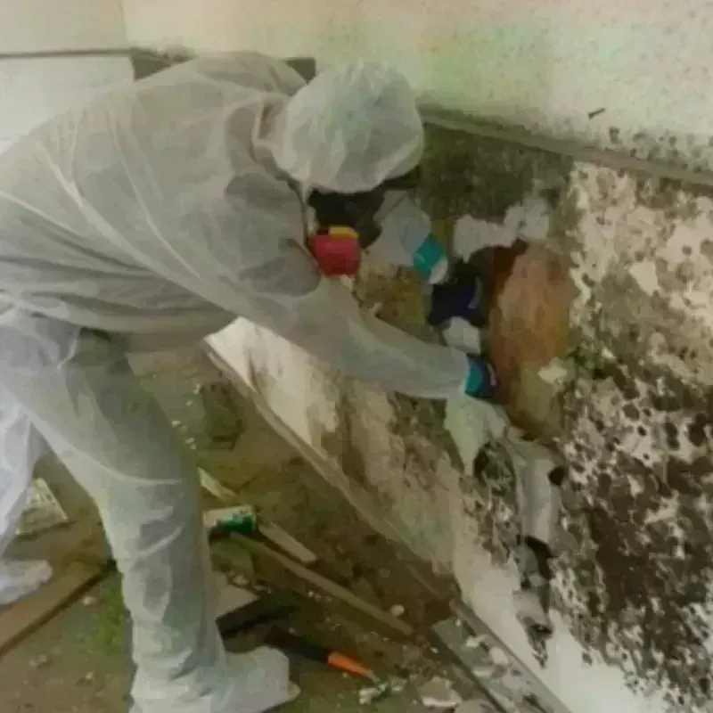 Mold Remediation and Removal in Rhome, TX